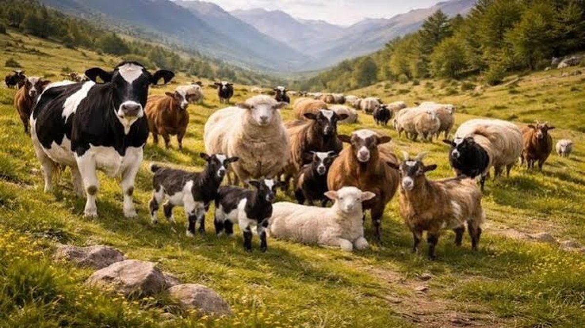 2026 Hayvancılık Destekleri İçin Başvurular Başladı