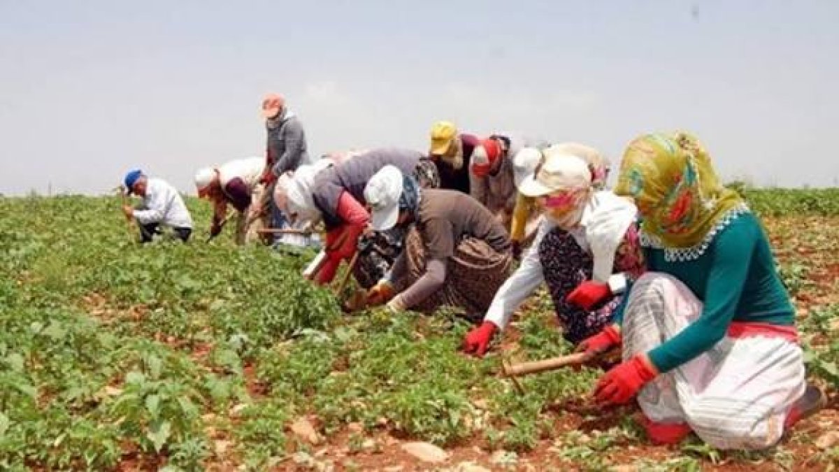 Çin Duvar Ördü, Yetiştiricilerimiz Fırsatı Kaçırıyor