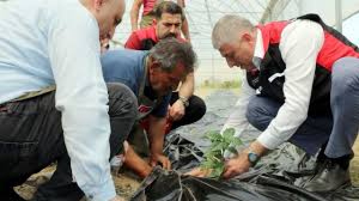 Çukurova'da Kahve Üretimi Başlıyor!