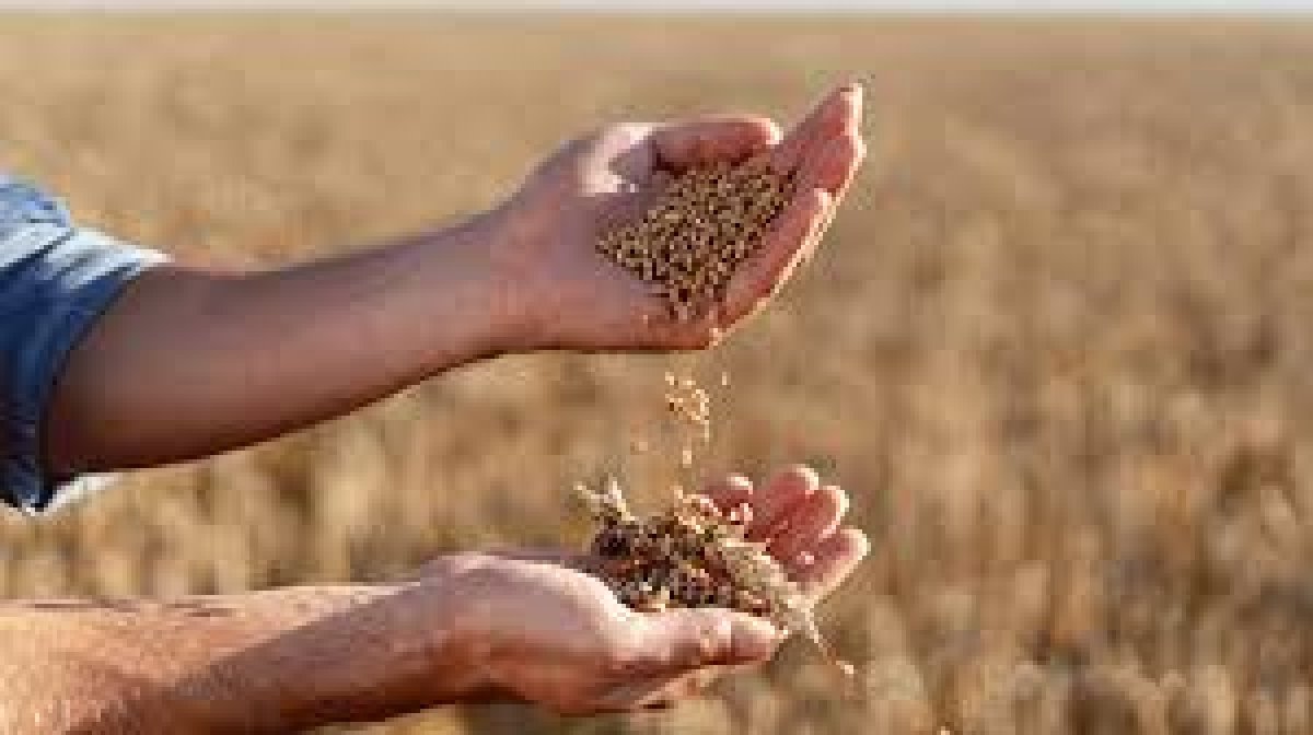 Enerji Piyasalarındaki Gelişmeler ve Gübre Fiyatları Üzerindeki Etkiler