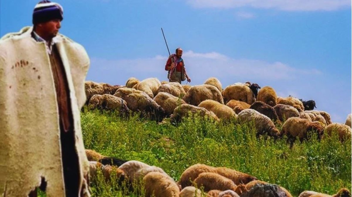 Hayvancılıkta 