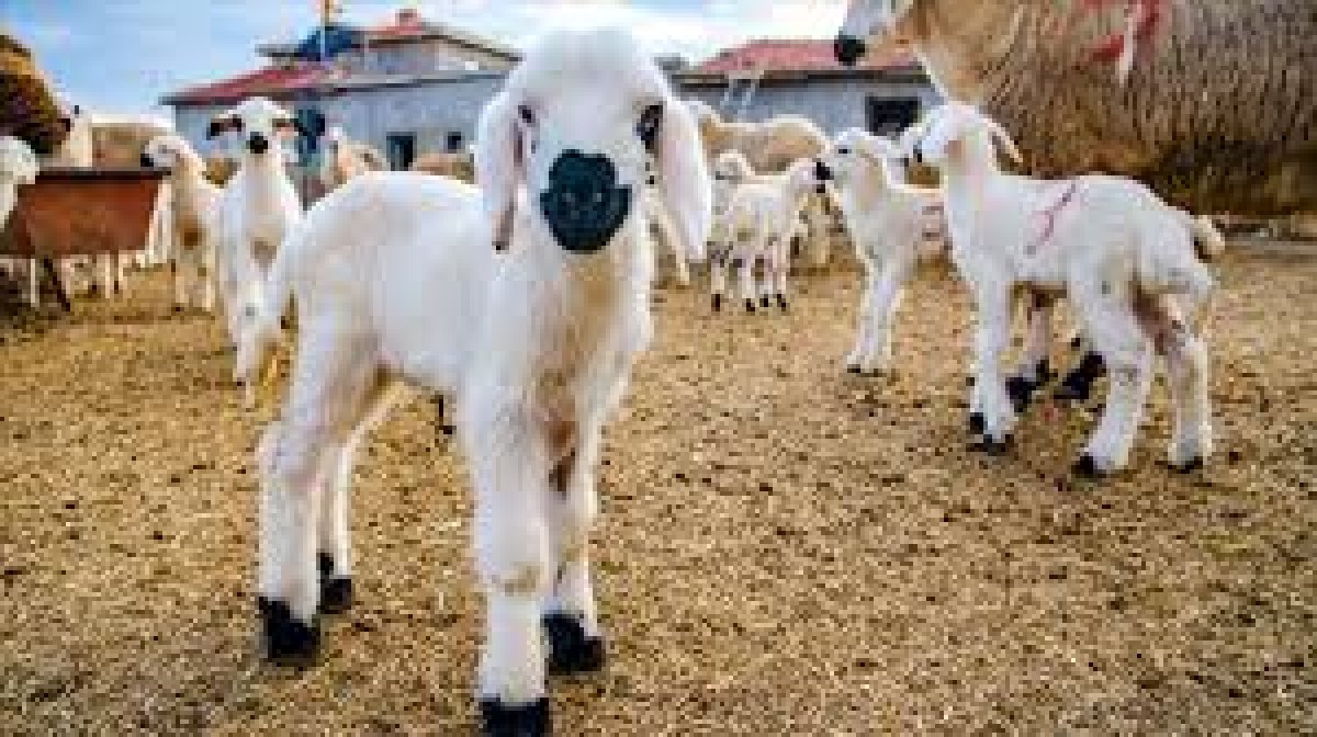 Kırsalda Bereket Küçükbaş Hayvancılığa Destek Projesi.