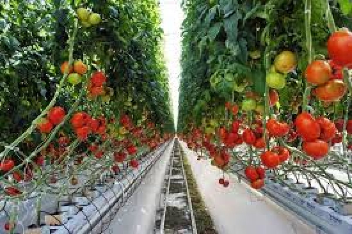 Muş Alparslan Üniversitesi'nde Elektrik Uygulamalarının Domates Yetiştiriciliğine Etkisi