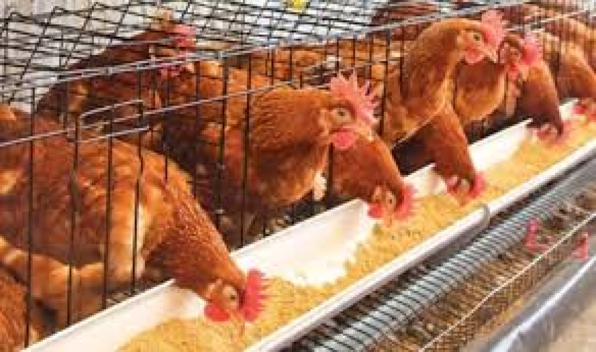 Türkiye İstatistik Kurumu (TÜİK) Şubat 2026 Kümes Hayvancılığı İstatistikleri