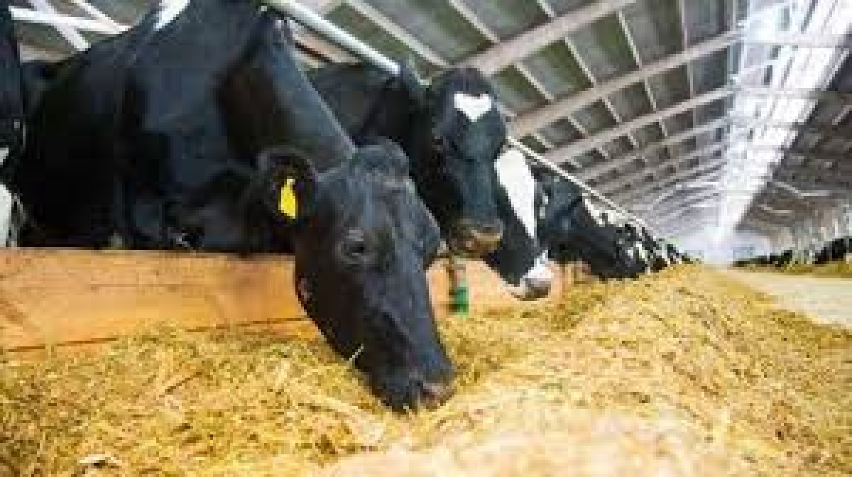 Yem Fiyatları ve Denetimlere Dair Açıklamalar