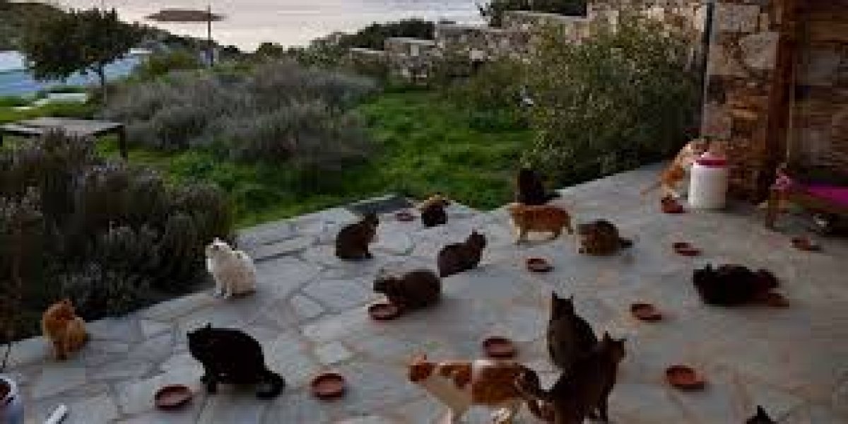 Yunanistan'da Ücretsiz Yaşam Fırsatı: Syros Adası'nda Kedilere Bakın