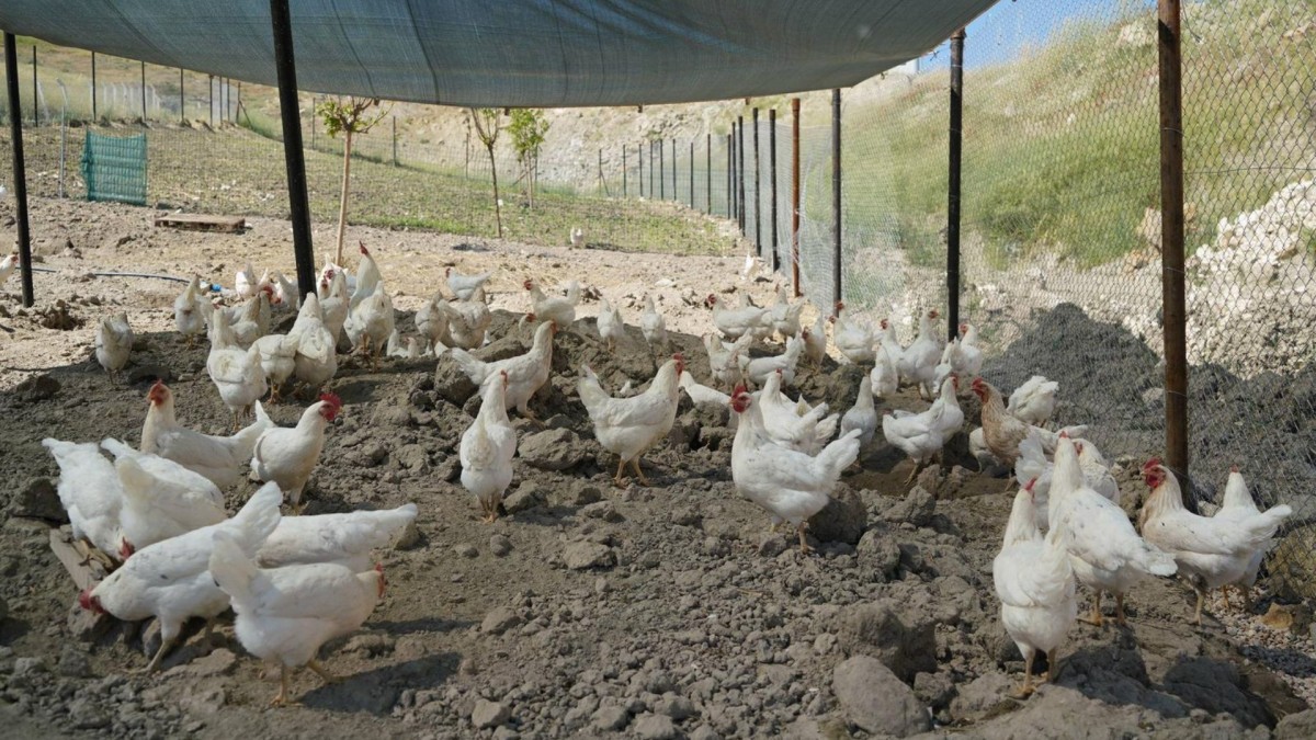 Adıyaman Belediyesi’nden sofralara ekonomik destek: Gezen tavuk yumurtası satışta  - Videolu Haber