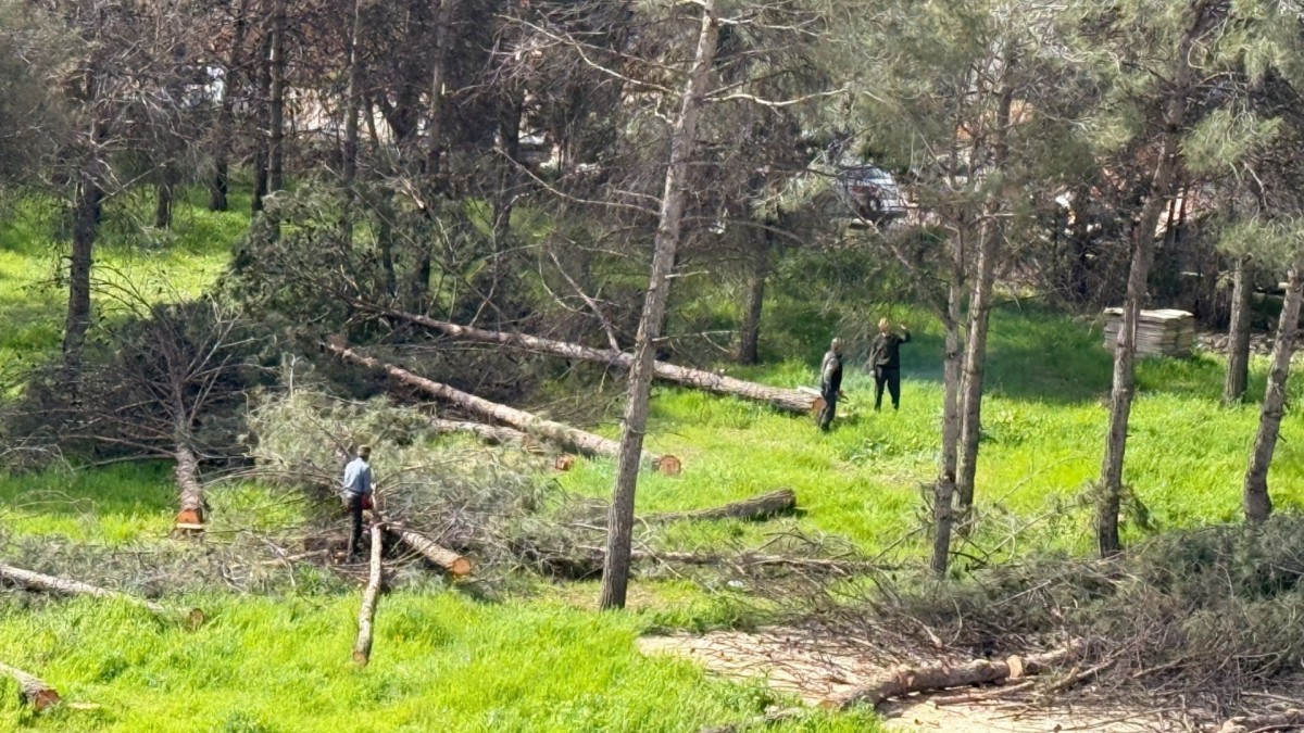 Adıyaman’da ağaç kesimine tepki: Vatandaşlar ‘katliam’ dedi  - Videolu Haber