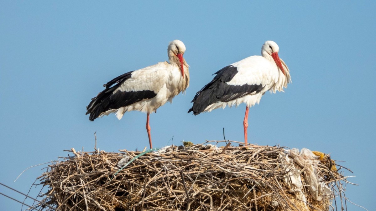 Adıyaman’da baharın ilk leylekleri Kızılcapınar’da görüntülendi