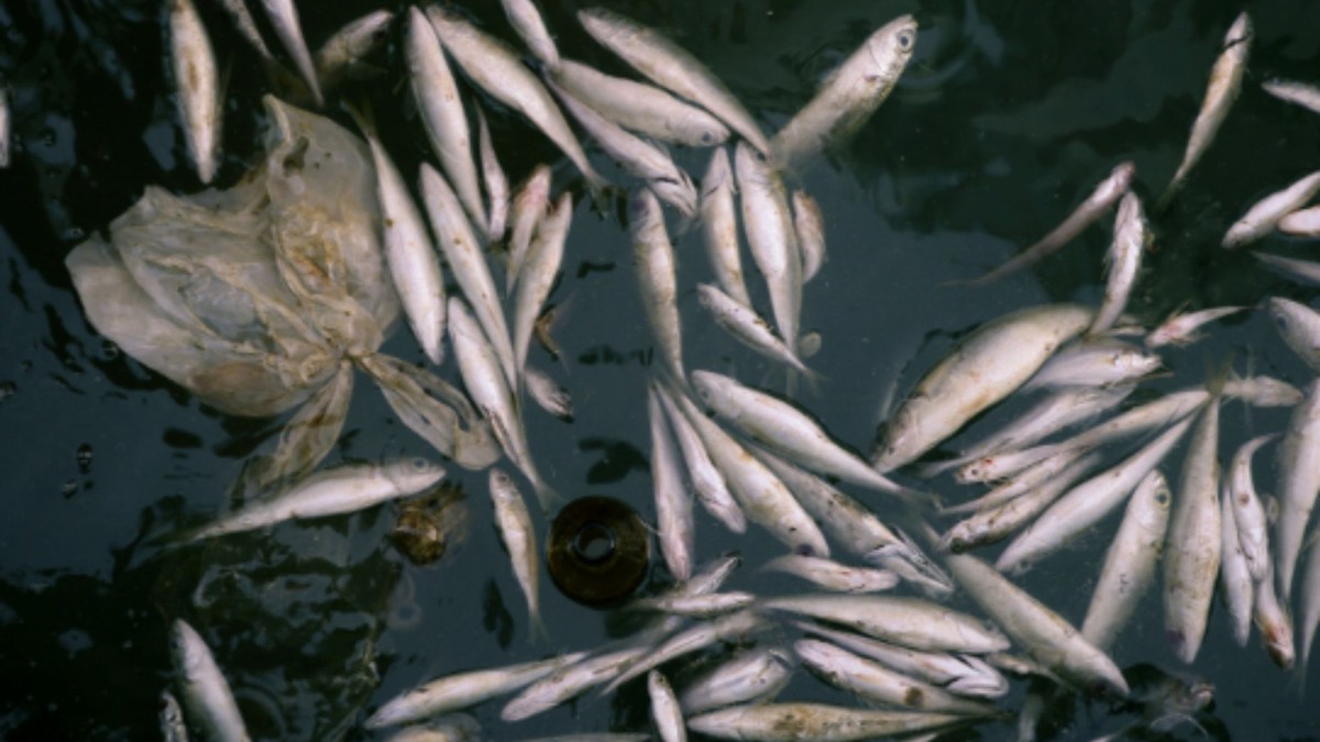 Adıyaman’da iç sularda su ürünleri av yasağı 1 Nisan’da başlıyor