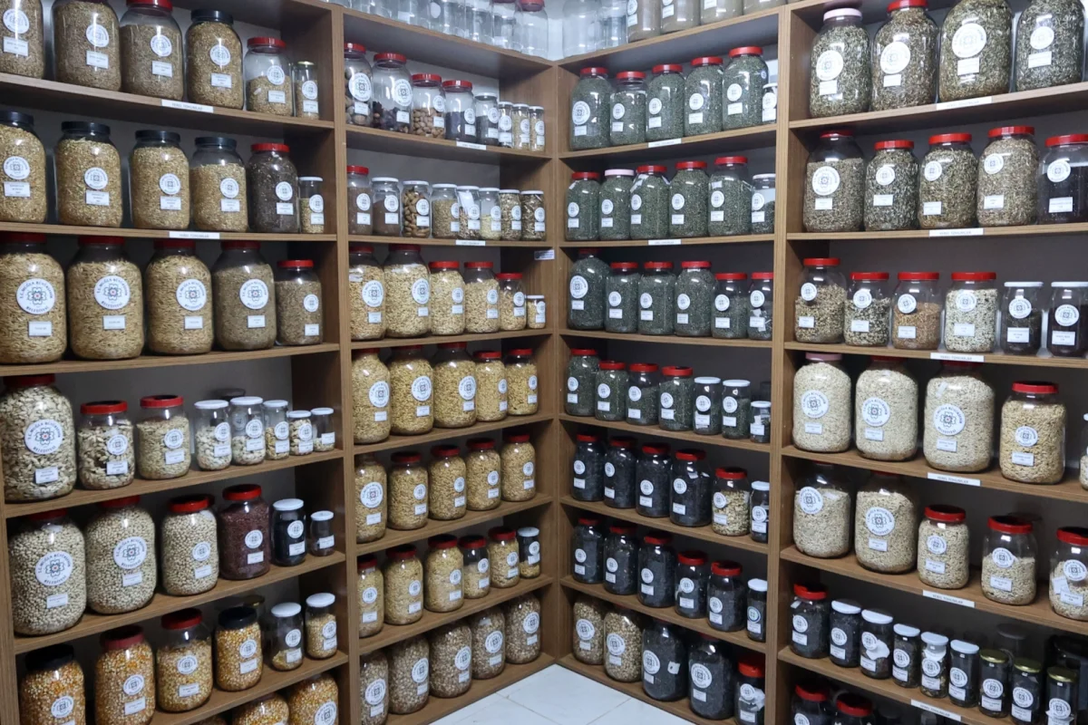 Ata Tohumları Muğla’dan Türkiye’ye Yayılıyor