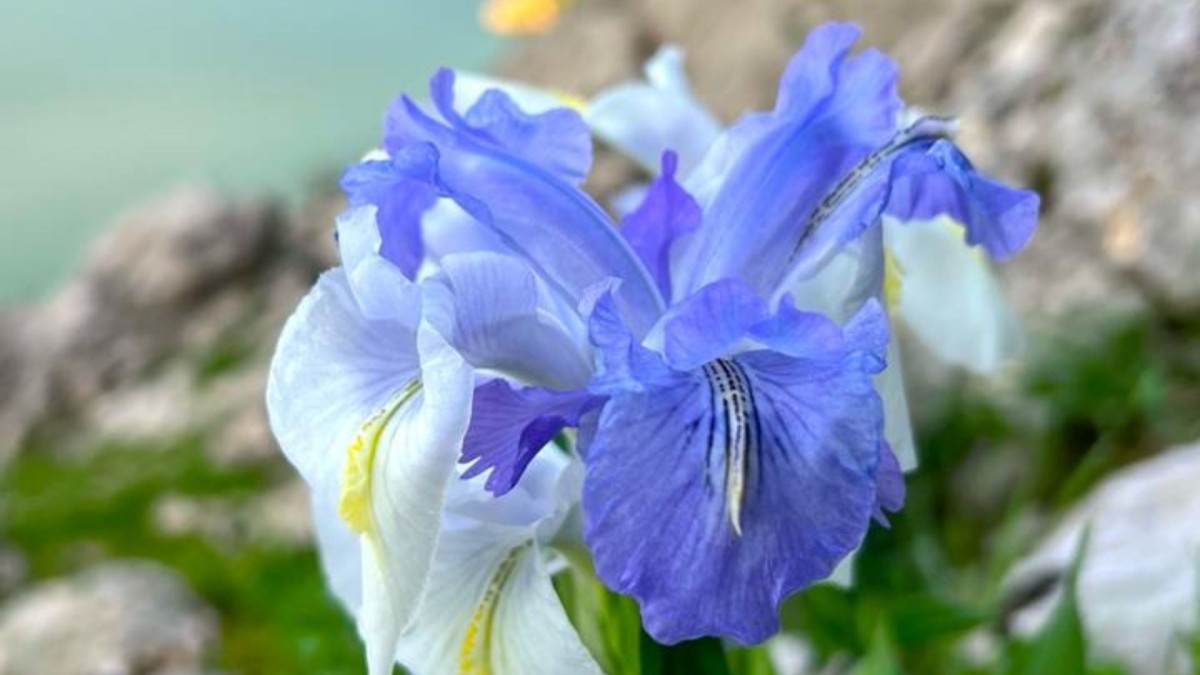 ‘Ayı Nevruzu’ Gerger’in sarp kayalıklarında çiçek açtı