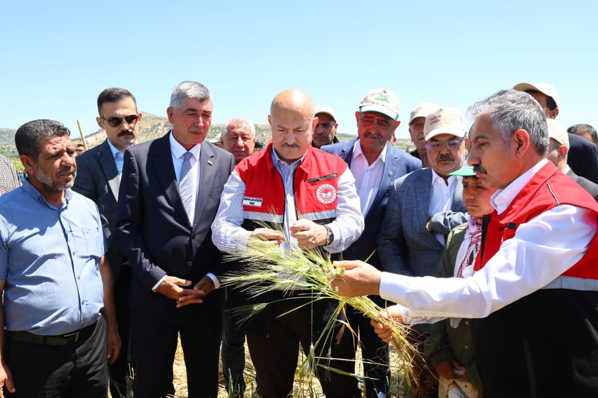 Belören Beldesinde asırlık lezzetin hasat heyecanı başladı