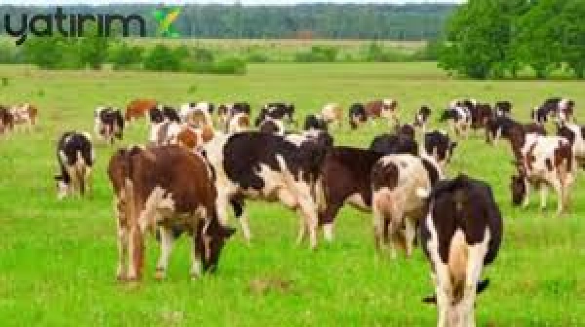 2026 Yılı Besilik Sığır İthalatı Hakkında Bilgiler