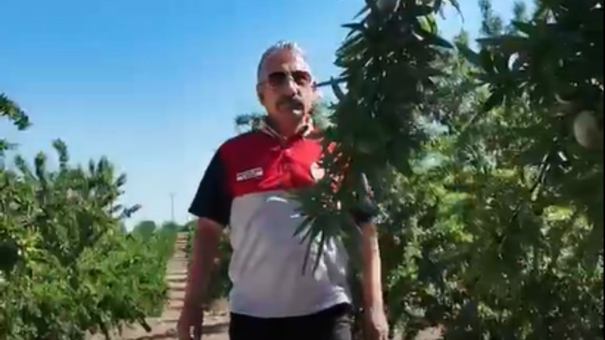 İl Tarım ve Orman Müdürü Akkan badem bahçelerinde incelemelerde bulundu  - Videolu Haber