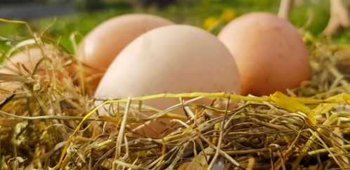 Kümes Hayvancılığında Yıllık Artış, Aylık Düşüş