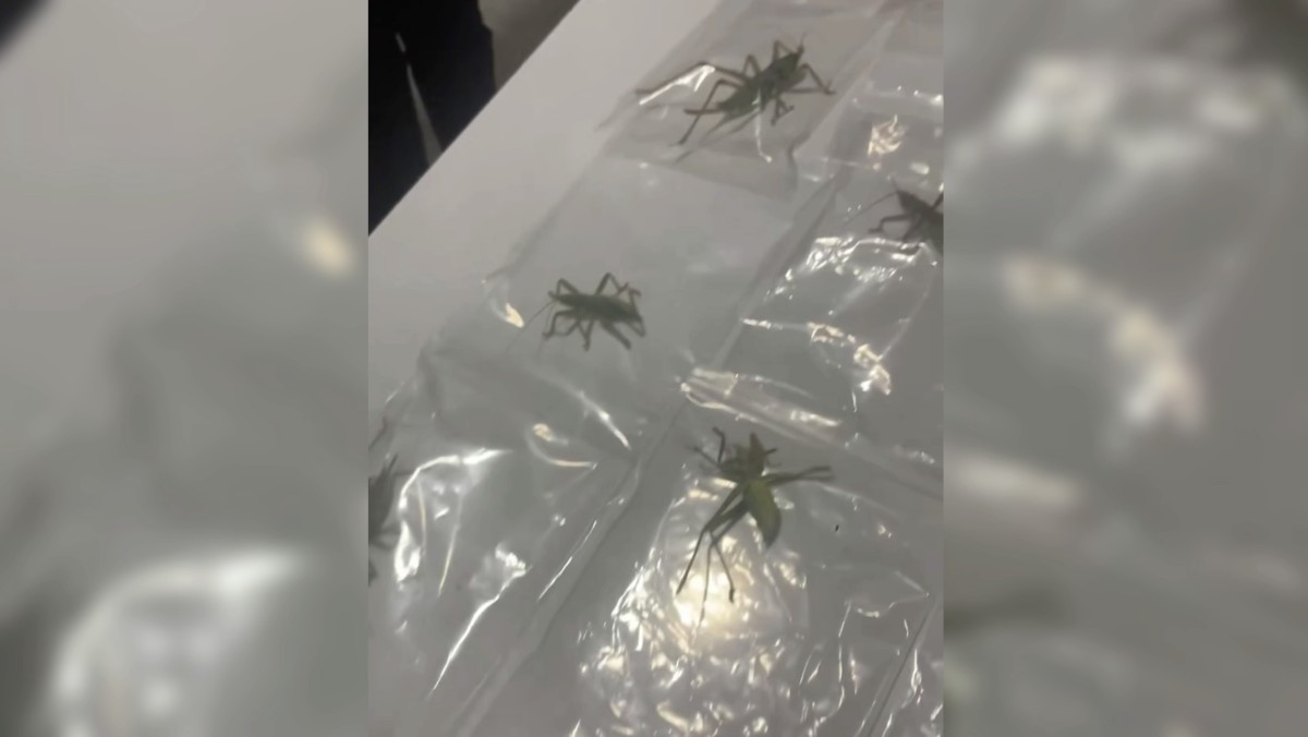 Nemrut Dağı’nda 135 çekirge toplayan 3 yabancı uyruklu şüpheli yakalandı  - Videolu Haber