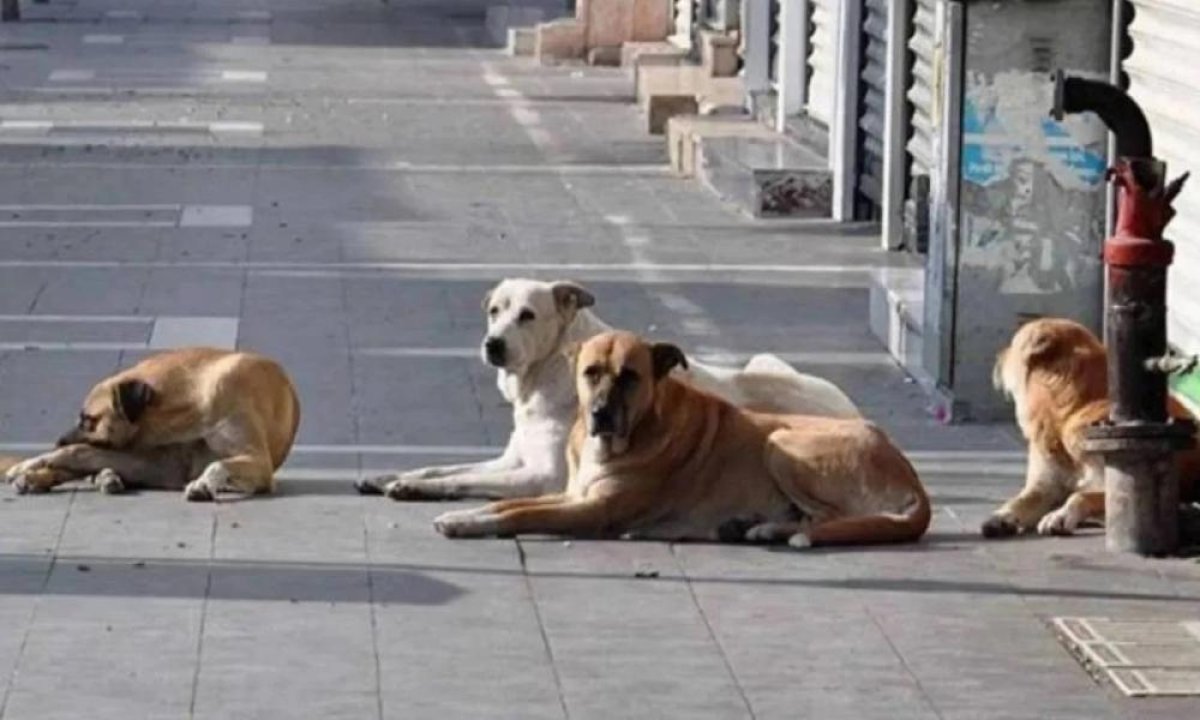 İçişleri Bakanlığı Açıklaması: Sahipsiz Köpeklerle İlgili Soruşturmalar